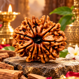 11 Mukhi Natural Rudraksha Lab Certified