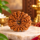13 Mukhi Natural Indonesia Rudraksha Lab Certified