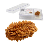 Lab Certified 2 Mukhi Rudraksha