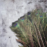 Peacock Feather | Original Mor Pankh (Set of 11 Tails) - Length Size 30 Inches