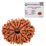 12 Mukhi Rudraksha Certified 1.97 Grams