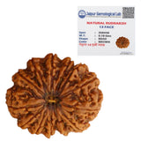 13 Mukhi Natural Indonesia Rudraksha Lab Certified