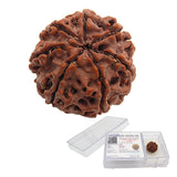 Lab Certified 7 Mukhi Rudraksha