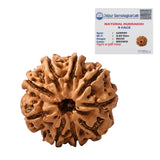Original Lab Certified 9 Mukhi Box Rudraksha