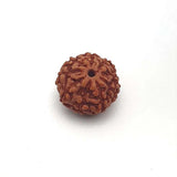 Original Lab Certified 9 Mukhi Box Rudraksha