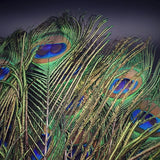 Peacock Feather | Original Mor Pankh (Set of 11 Tails) - Length Size 30 Inches
