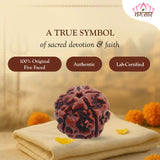 5 Mukhi Natural Rudraksha Lab Certified