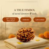 3 Mukhi Rudraksha Lab Certified