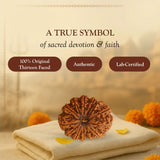13 Mukhi Natural Indonesia Rudraksha Lab Certified