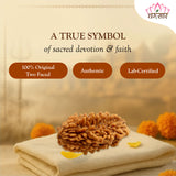 Lab Certified 2 Mukhi Rudraksha