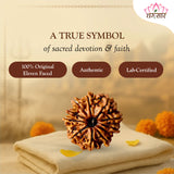 11 Mukhi Natural Rudraksha Lab Certified