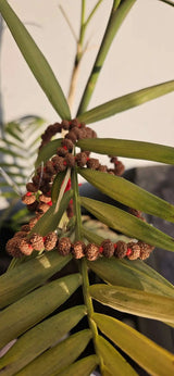 10 Mukhi Rudraksha Mala Original