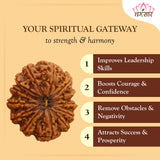 13 Mukhi Natural Indonesia Rudraksha Lab Certified