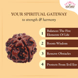 5 Mukhi Natural Rudraksha Lab Certified