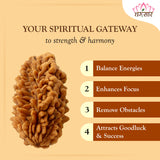 Lab Certified 2 Mukhi Rudraksha