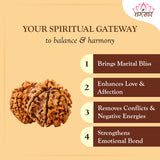 Lab Certified Nepali Gauri Shankar Rudraksha Beads (4.24 g)