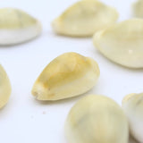 100% Natural Yellow Kodi Shells (Kaudi Shells) | Best to Use in Puja