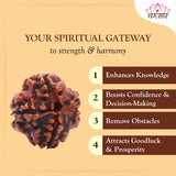 4 Mukhi Natural Rudraksha Lab Certified