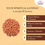 8 Mukhi Natural Rudraksha Lab Certified