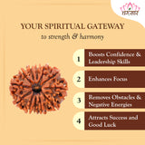 12 Mukhi Rudraksha Certified 1.97 Grams