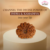 13 Mukhi Natural Indonesia Rudraksha Lab Certified