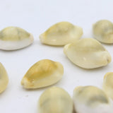 100% Natural Yellow Kodi Shells (Kaudi Shells) | Best to Use in Puja