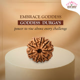 Original 9 Mukhi Rudraksha