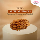 Lab Certified 2 Mukhi Rudraksha