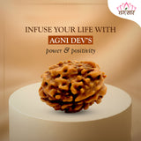 3 Mukhi Rudraksha Lab Certified