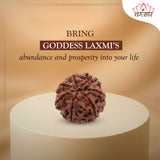 Lab Certified 7 Mukhi Rudraksha