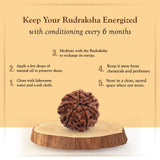 Lab Certified 7 Mukhi Rudraksha