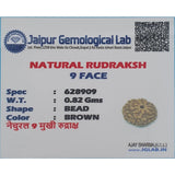 Original Lab Certified 9 Mukhi Box Rudraksha
