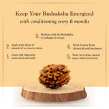 3 Mukhi Rudraksha Lab Certified