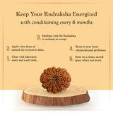 13 Mukhi Natural Indonesia Rudraksha Lab Certified