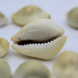 100% Natural Yellow Kodi Shells (Kaudi Shells) | Best to Use in Puja