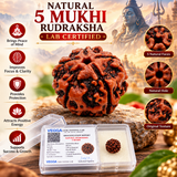5 Mukhi Natural Rudraksha Lab Certified
