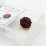 5 Mukhi Natural Rudraksha Lab Certified
