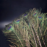 Peacock Feather | Original Mor Pankh (Set of 11 Tails) - Length Size 30 Inches
