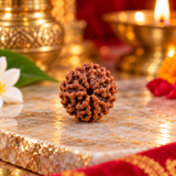 6 Mukhi Rudraksha Lab Certified Yellow Packging 2.17g