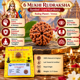 6 Mukhi Rudraksha Lab Certified Yellow Packging 2.17g