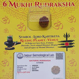 6 Mukhi Rudraksha Lab Certified Yellow Packging 2.17g