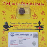 7 Mukhi Rudraksha Original Lab Certified Yellow Packaging 2.22 g