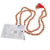 Certified 4 Mukhi Nepal 108 Beads Rudraksha Mala