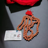 Certified Nepal Natural 6 Mukhi Rudraksha Pooja Mala
