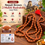 Certified Nepali Brown 2 Mukhi Rudraksha Jaap Mala