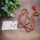 Certified Nepali Brown 2 Mukhi Rudraksha Jaap Mala