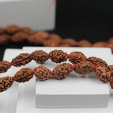Certified Nepali Brown 2 Mukhi Rudraksha Jaap Mala