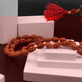 Certified Nepali Brown 2 Mukhi Rudraksha Jaap Mala
