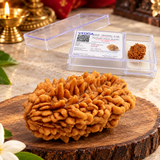 Lab Certified 2 Mukhi Rudraksha