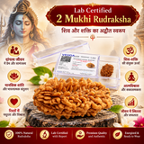 Lab Certified 2 Mukhi Rudraksha